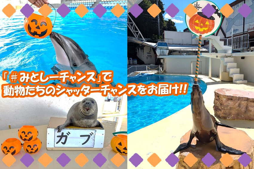 20240923haiioween3