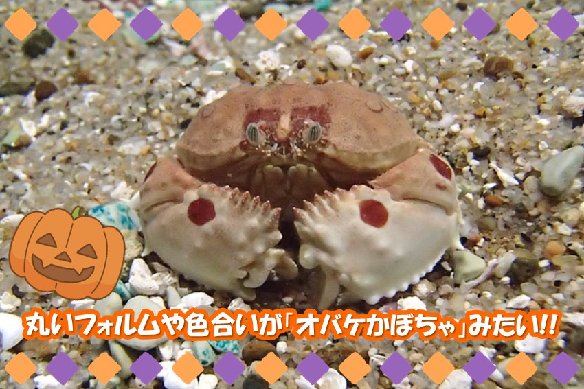 20240923halloween5