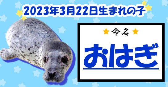 20241001gomafu_ohagi