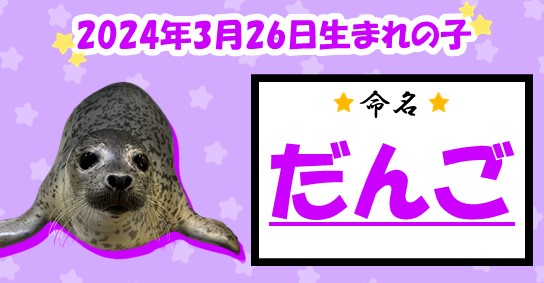 20241001gomafu_dango