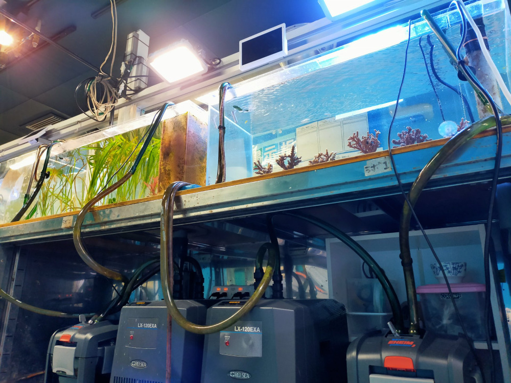 ふれるみとしー2024 12月イベント