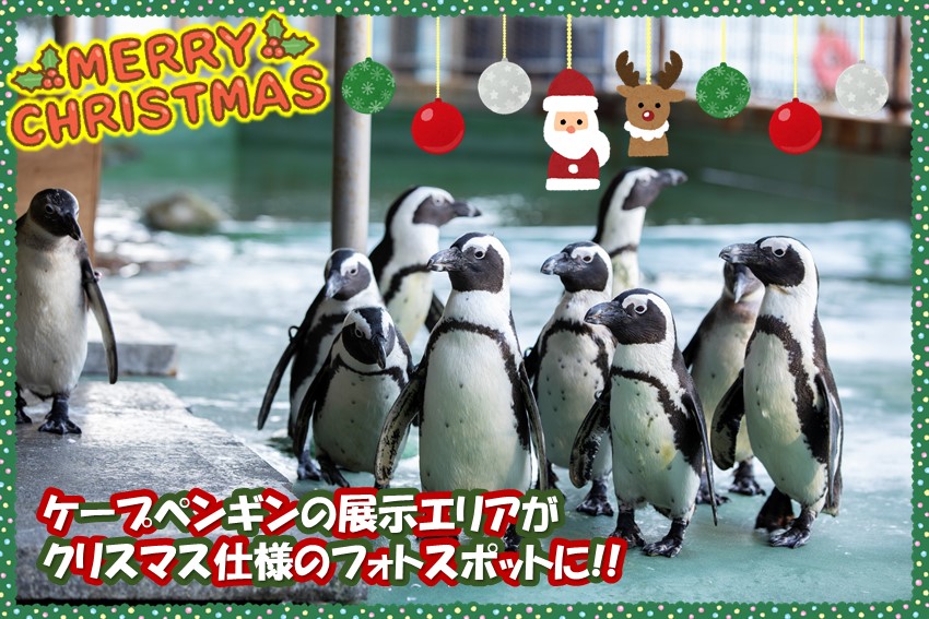 20241120christmas4