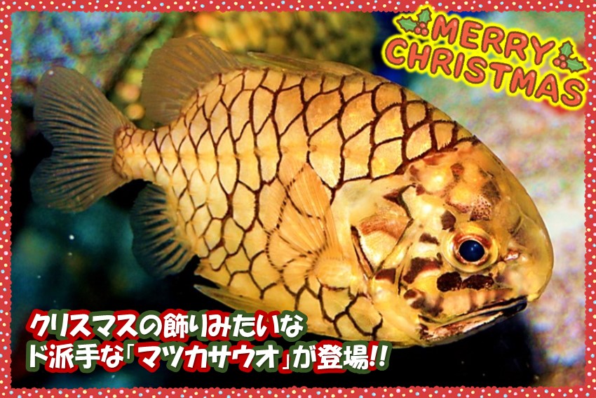 20241120christmas5