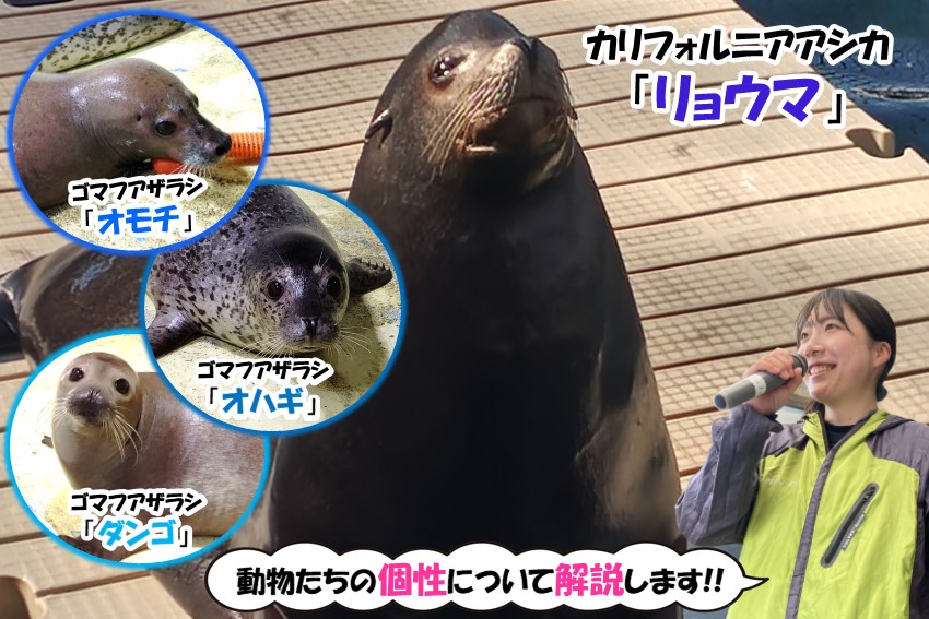 群青イルカ◆自己紹介参照 陸奥湾のイルカウォッチングのベストシーズンが到来！ - メガネ先生の