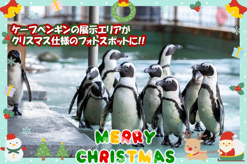 20251121christmas_penguin