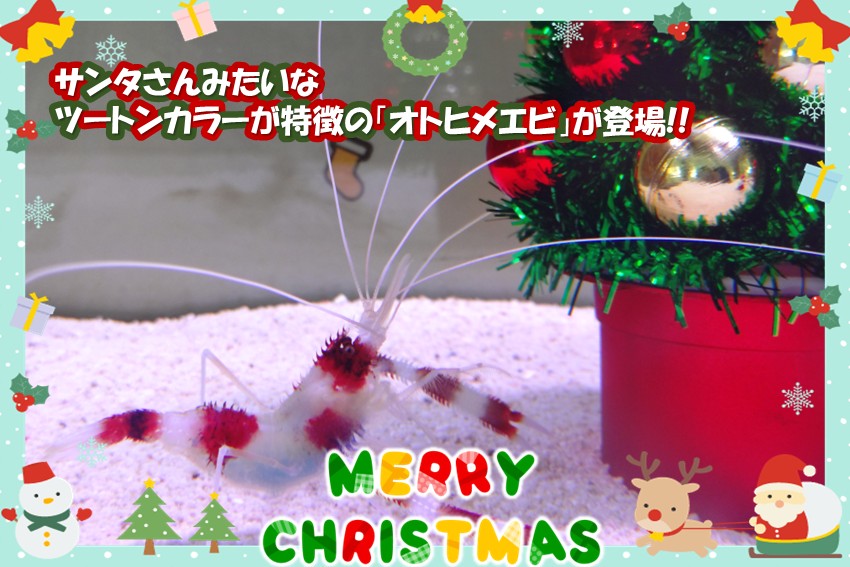 20251121christmas_ebi