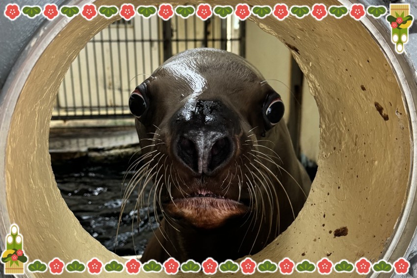 20251212_2026hatumitosi-3-