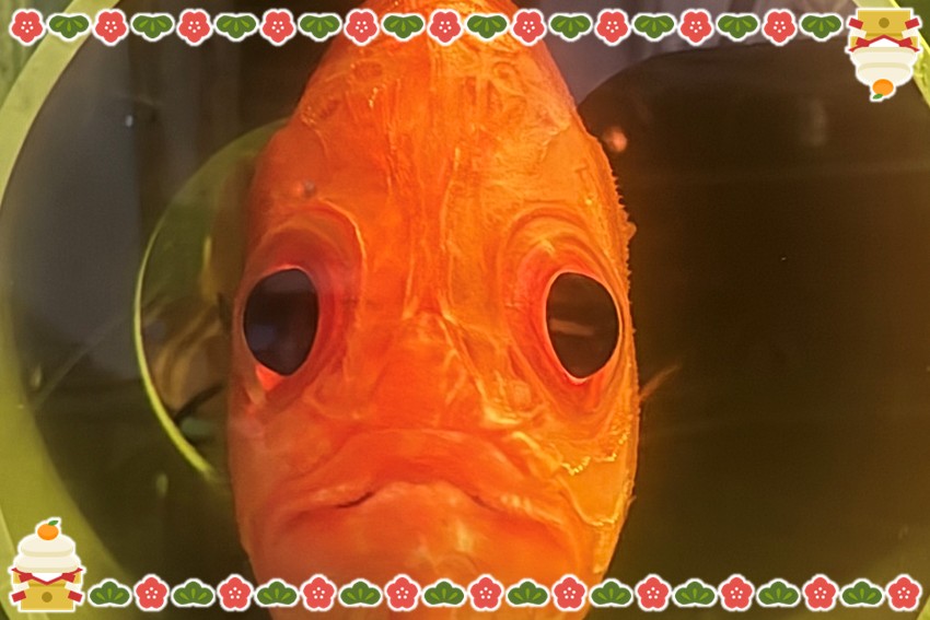 20251212_2026hatumitosi-4-