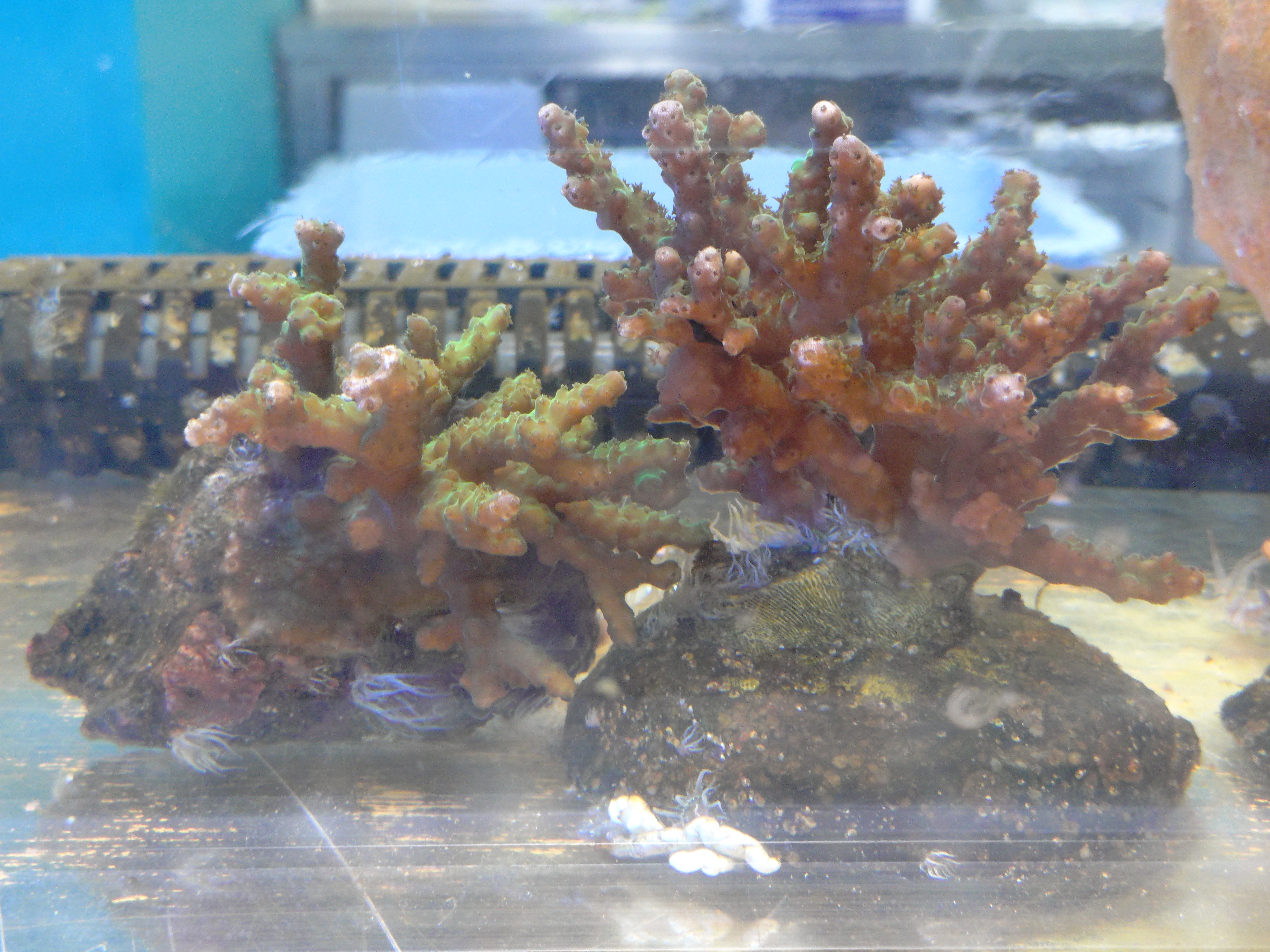 20260324manabu4event_2