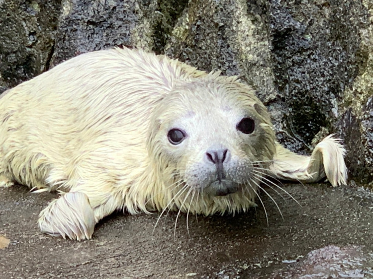 ゴマフアザラシの赤ちゃん誕生