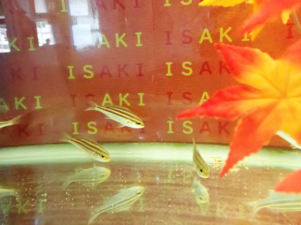 20220901isaki2