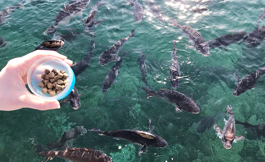 Izu-Mitsu Sea Paradise Interact with Fish and Animals!